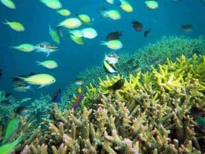 Fish and Coral at Gili Kondo