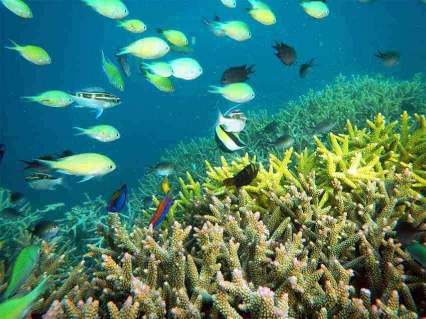 Fish and Coral at Gili Kondo